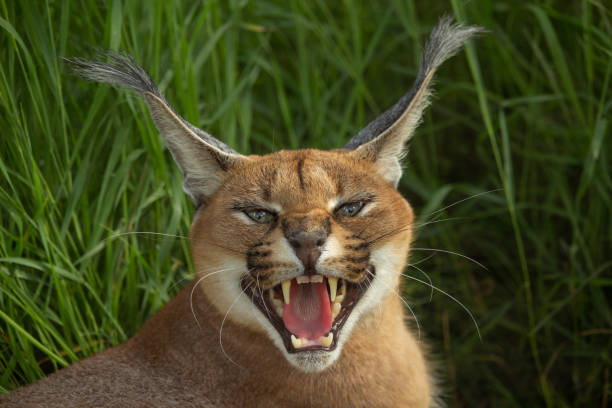 istock Handsome caracal wild cat or African lynx 2164926917