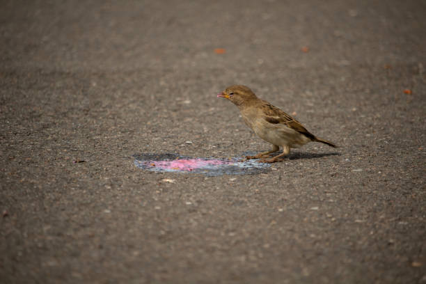 Closeup of sparrow on grey background. Bird in city. Hot weather ice cream eating.