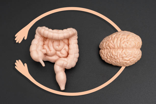 istock Brain and Gut Model Connection in Human Anatomy 2164928906