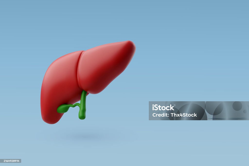 3d 벡터 인간의 간 간 해부학 구조 내부 장기 개념 3차원 형태에 대한 스톡 벡터 아트 및 기타 이미지 - 3차원 형태, 벡터 ...