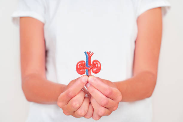 istock Human Kidney Model Held in Hands Demonstrating Anatomy 2164929380
