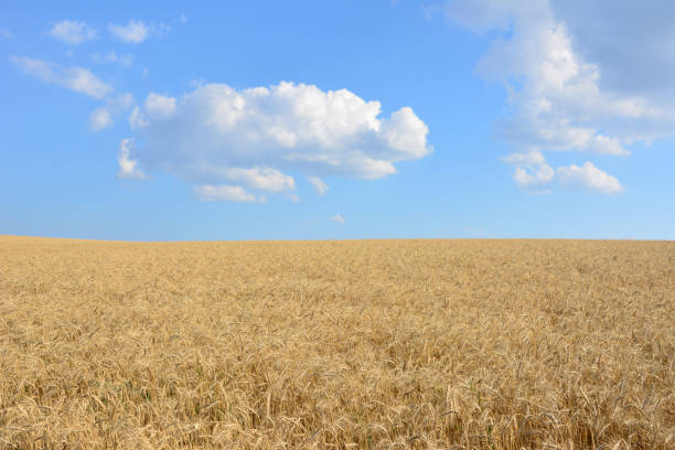 istock a wheat field with a blue sky and clouds on horizon 2164932521