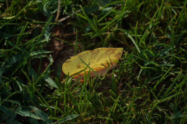 The dried leave fallen  on the grass. Dead brawn Leaf