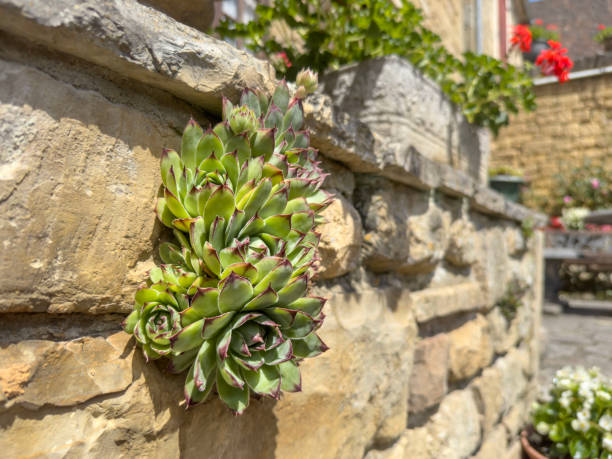 succulent, sempervivum succulent cactus plant on wall over potted flowers at garden. beautiful cactus flower growth on stone wall with copy space. rosette plant. houseplant concept. floral background
