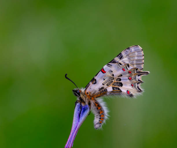 Zerynthia cerisyi