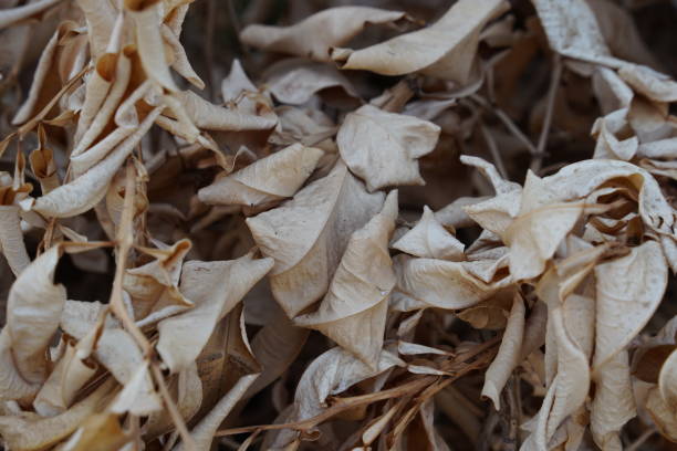 Dry leaf litter or organic waste from fallen leaves on the ground
