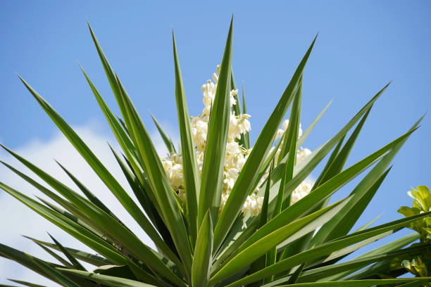 istock Yucca plant also known as Adam's needle, common yucca. 2164932990