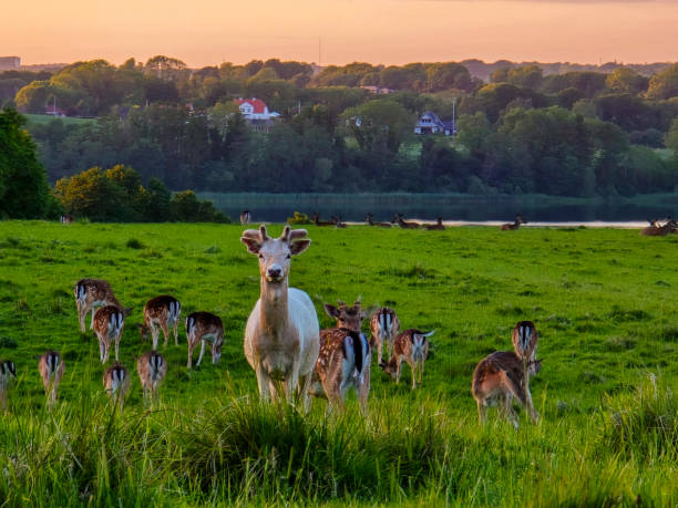 istock Majestic Deer Roaming Lush Green Fields at Dusk in Norway 2164933226