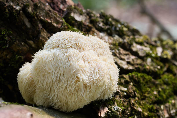 istock Lion's Mane Mushroom in Forest 2164934784