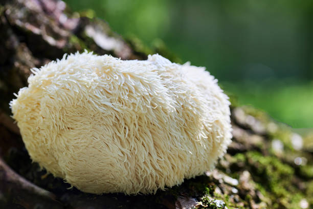 istock Lion's Mane Mushroom in Nature 2164934858