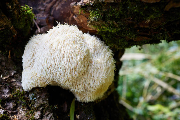 istock Lion's Mane mushroom growing on a mossy log in a forest. 2164934911