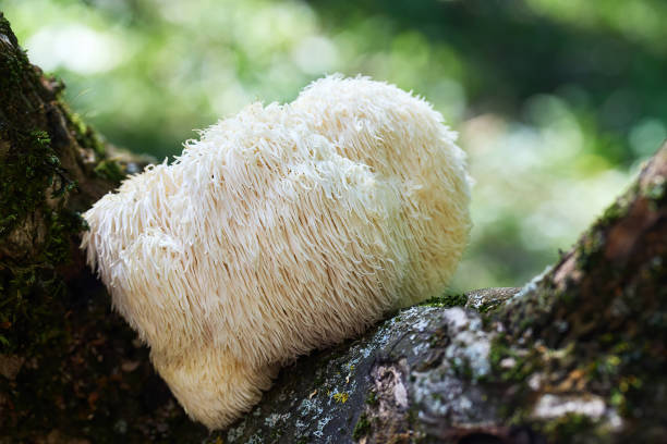 istock Lion's Mane mushroom growing on a mossy log in a forest. 2164935082
