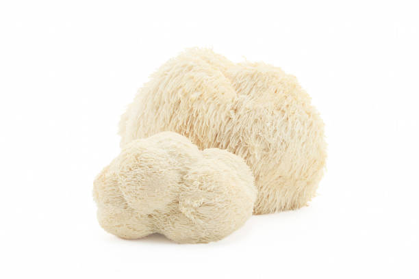 istock Two fresh Lion's Mane mushrooms against a white background 2164935216