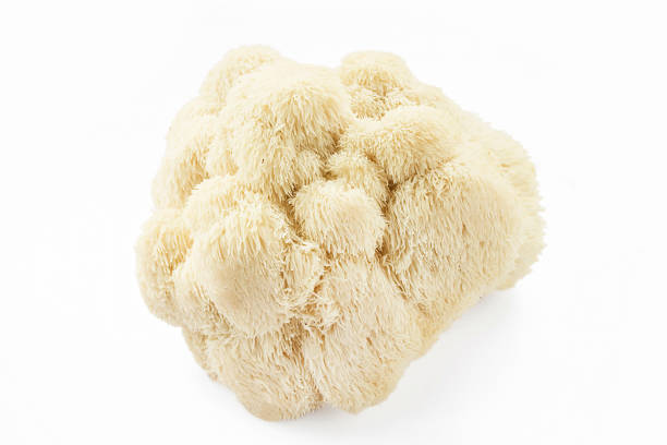istock Lion's Mane Mushroom on white background 2164935492