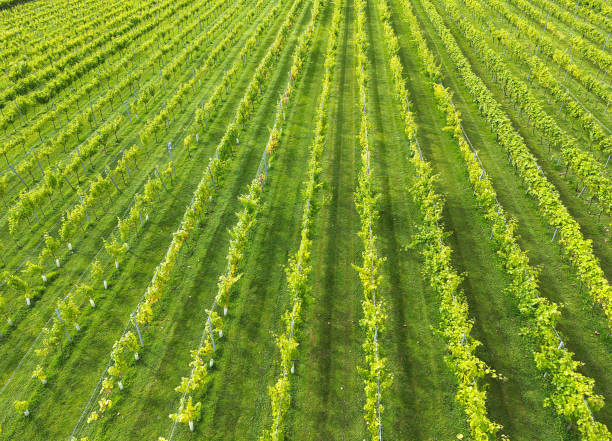 istock Drone view of rows of vines in a vineyard 2164940052