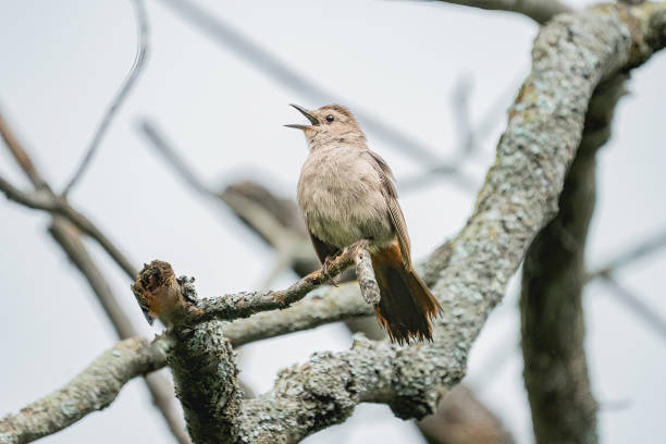 The Gray Catbird (Dumetella carolinensis) as it perches on a sunlit branch. This sleek, slate-gray bird, known for its cat-like call and mimicry abilities, brings a subtle elegance to North America's wooded areas and gardens. Photographed in a moment of quiet reflection, the Catbird's graceful posture and distinctive features highlight its unique place in the avian world.\