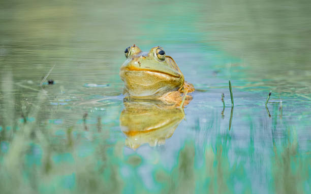 istock Green Frog in a Pond 2164941468