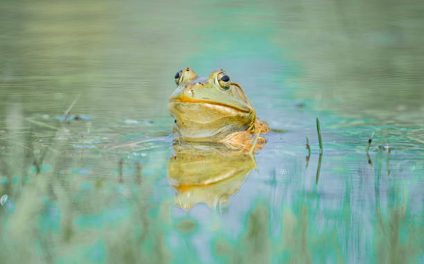 istock Green Frog in a Pond 2164941506