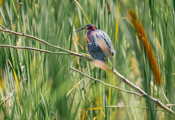 The Green Heron (Butorides virescens) as it perches elegantly in the sunlight. This small, yet striking bird, with its deep green back, rich chestnut body, and piercing yellow eyes, inhabits North America's wetlands and wooded ponds.