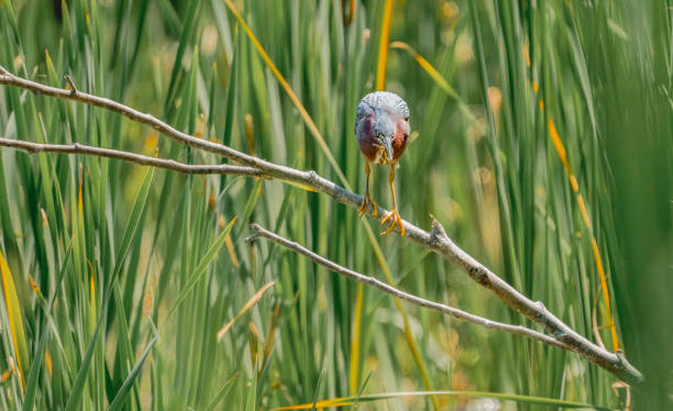 The Green Heron (Butorides virescens) as it perches elegantly in the sunlight. This small, yet striking bird, with its deep green back, rich chestnut body, and piercing yellow eyes, inhabits North America's wetlands and wooded ponds.