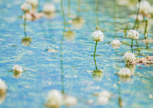 The delicate beauty of a White Clover Flower (Trifolium repens) as it floats gracefully on the water's surface. This charming flower, with its clusters of tiny white blossoms, is a symbol of tranquility and simplicity in nature. Captured in a serene aquatic setting, the White Clover Flower's subtle elegance and reflection in the water highlight its understated charm and natural grace.\