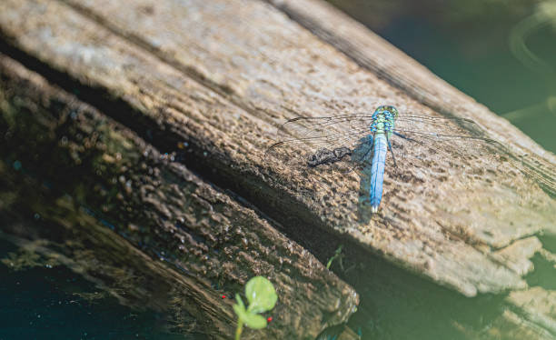 The Emperor Dragonfly (Anax imperator) as it rests on a sunlit perch. This striking dragonfly, with its brilliant blue abdomen and emerald-green thorax, is one of the largest and most powerful flyers among dragonflies. Photographed in a moment of serene stillness, the Emperor Dragonfly's intricate wing patterns and vivid colors showcase its remarkable presence in freshwater habitats across Europe and Africa.
