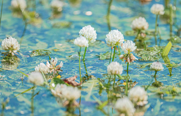 The delicate beauty of a White Clover Flower (Trifolium repens) as it floats gracefully on the water's surface. This charming flower, with its clusters of tiny white blossoms, is a symbol of tranquility and simplicity in nature. Captured in a serene aquatic setting, the White Clover Flower's subtle elegance and reflection in the water highlight its understated charm and natural grace.\