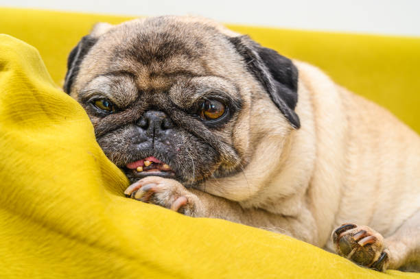 istock old pug lying on the sofa, a ray of sunshine 2164941758