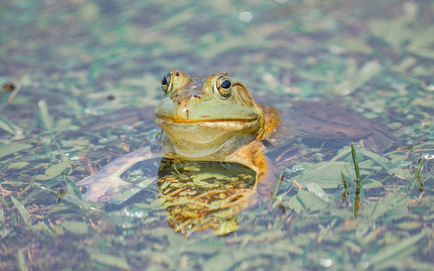 istock Green Frog in a Pond 2164941966