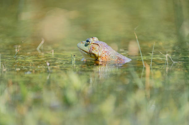istock Green Frog in a Pond 2164942015