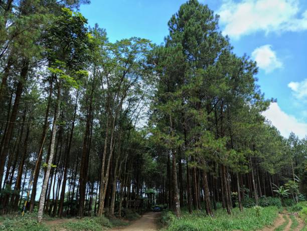 istock A beautiful view of the pine forest with a pathway 2164943227
