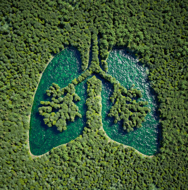 istock Aerial view of forest with central lung-shaped lake. 2164946450