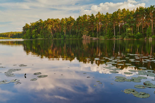 The pond is part of a peatland reserve
