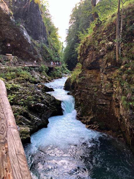 istock Lush Green Canyon With Flowing River Surrounded By Tall Trees in Summer 2164951020