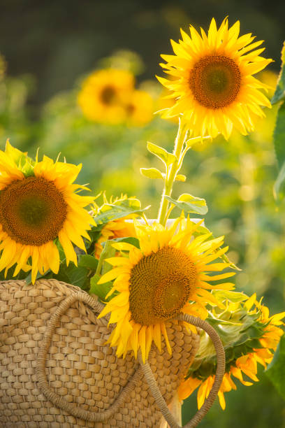 istock Straw bag and sunflowers. summer atmosphere. 2164951326