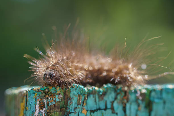 A black caterpillar with the scientific name Spilosoma lubricipeda is crawling on the floor
