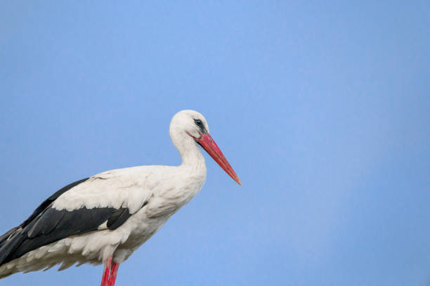 A white stork standing on a power pole