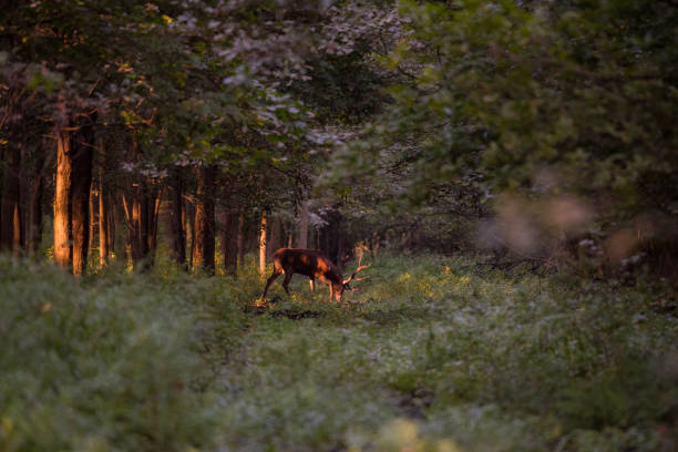 istock Deer - red deer - cervus elpahus - , rut, stag Autumn. 2164953123