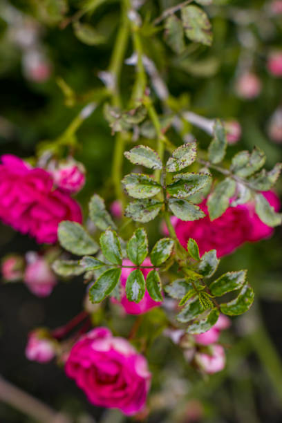 istock Pink bush roses are covered with powdery mildew 2164953178