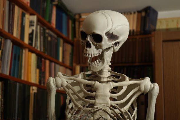 Human skeleton in the books library.