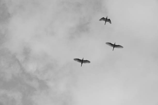White Herons flying under cloudy sky in the afternoon in Spain