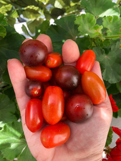 istock Woman hand holding fresh cherries tomatoes. 2164954832