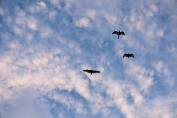 White Herons flying under cloudy sky in the afternoon in Spain