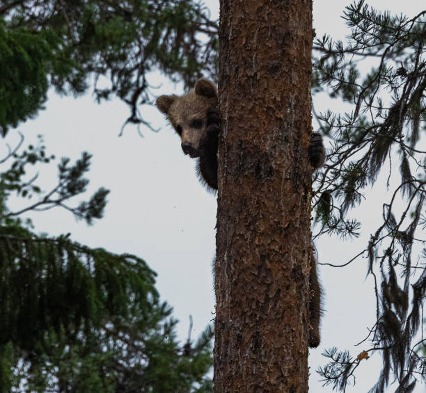 istock Eurasian Brown Bear 2164955516