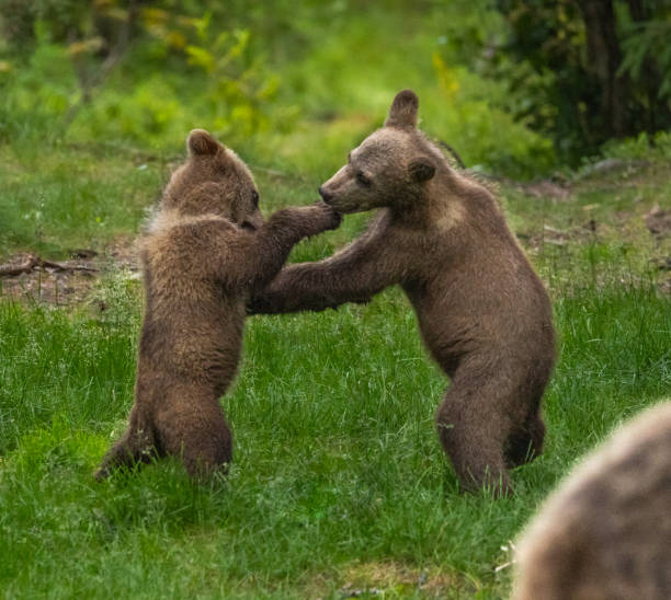istock Eurasian Brown Bear 2164955538