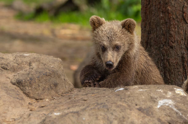 istock Eurasian Brown Bear 2164955636