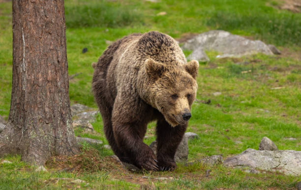 istock Eurasian Brown Bear 2164955648