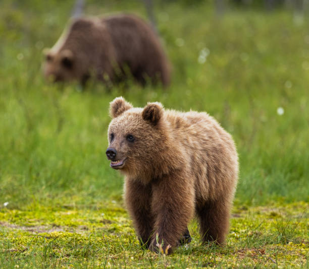 istock Eurasian Brown Bear 2164955755