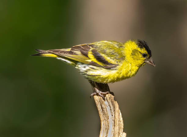 istock Eurasian siskin - Spinus spinus 2164956468
