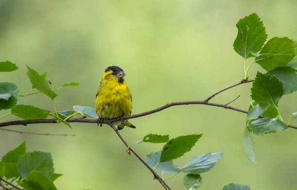 istock Eurasian siskin - Spinus spinus 2164956476